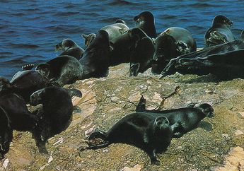 Ternyata Ada Anjing Laut yang Tinggal di Air Tawar, Cari Tahu, yuk!