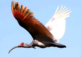 Menghilang Selama 40 Tahun, Populasi Burung Ibis Mulai Membaik