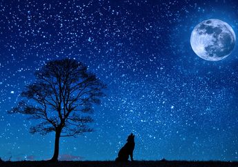 Apa Benar Serigala Melolong ketika Bulan Muncul? #AkuBacaAkuTahu