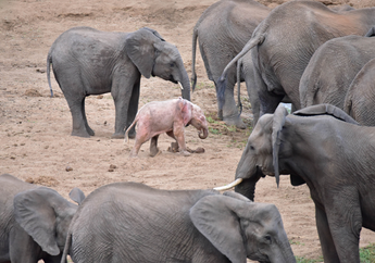 Punya Kelainan Genetika, Tubuh Seekor Anak Gajah Berwarna Merah Muda