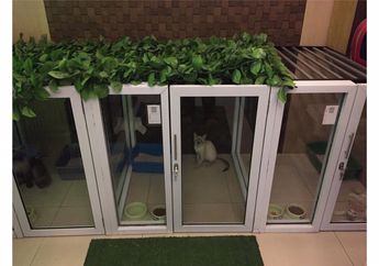 Hotel Kucing, Alternatif bagi Pencinta Kucing yang Ingin Mudik