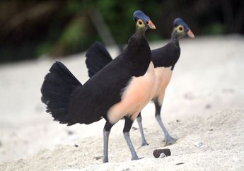 Wah, Ada Jenis Burung yang Tidak Mengerami Telurnya, Cari Tahu, yuk!
