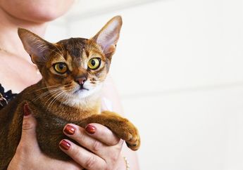 Cara Menggendong Kucing Agar Tidak Dicakar atau Digigit