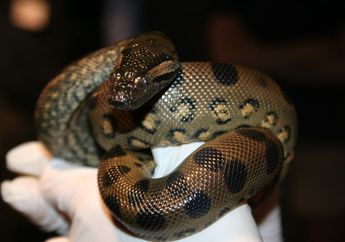 Seekor Ular Anaconda Bisa Berkembang Biak Tanpa Ular Jantan, Kok Bisa?