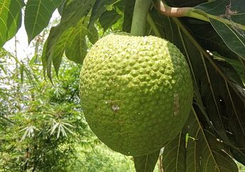 Siapa Suka Sukun? Buah Ini Baik untuk Melawan Sel Kanker, lo!