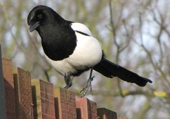 Mengapa Sebagian Kotoran Burung Berwarna Putih? #AkuBacaAkuTahu
