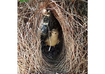 Layaknya Arsitek, Burung Ini Pandai Menghias Sarangnya, Pernah Lihat?