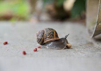 Unik, Ternyata Siput Punya 4 Hidung yang Berbeda Fungsi dengan Manusia