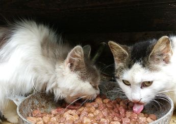 Berapa Lama Kucing Bisa Bertahan Hidup Tanpa Makanan dan Air Minum?