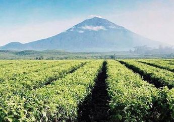 Perkebunan Teh Kedua Tertinggi di Dunia Ternyata Ada di Indonesia