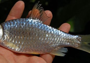 Sudah Sulit Ditemukan, Cari Tahu Tentang Ikan Bersisik Perak ini, yuk!