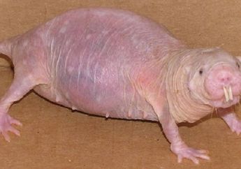 Wah, Evolusi Membuat Tikus Mole Afrika Tidak Bisa Merasakan Sakit!