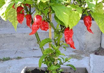 Wow! Pedasnya Cabai ini Mengalahkan Cabai Rawit Merah, Cari Tahu, yuk!
