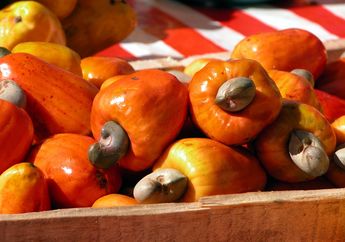 Benarkah Jambu Monyet Termasuk dalam Keluarga Jambu? #AkuBacaAkuTahu