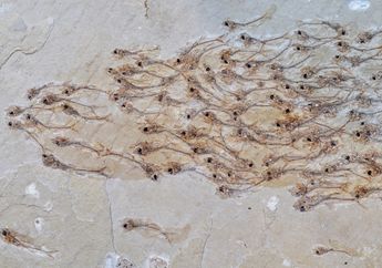 Penemuan Fosil Sekumpulan Ikan Berenang Bersama Berusia 50 Juta Tahun di Amerika