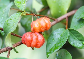 Pohon Dewandaru, Erat dengan Mitos tapi Memiliki Banyak Manfaat