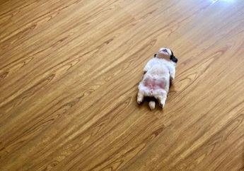 Suka Tidur Telentang, Lihat Kelucuan Anak Anjing Shih Tzu Ini, yuk!