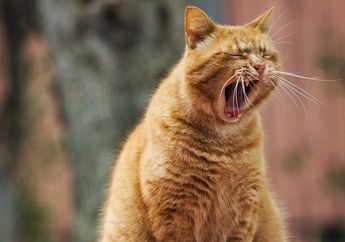 Rahang Kucing Hanya Bergerak ke Atas dan Bawah, Bagaimana Cara Kucing Mengunyah? #AkuBacaAkuTahu