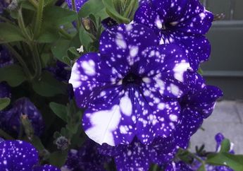 Night Sky Petunia, Bunga Cantik dengan Kelopak yang Bermotif Galaksi