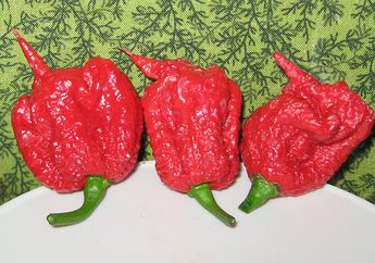 Apa yang Terjadi di Tubuh Saat Makan Cabai Terpedas di Dunia?