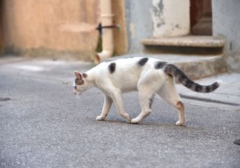 Wah, di Kota Ini Pengendara Membayar Denda Tilang dengan Cara Membantu Kucing