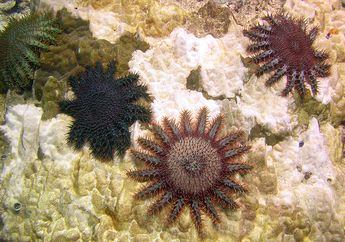 Terlihat Lucu, 3 Hewan Laut Berduri Ini Justru Harus Dihindari