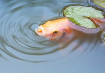 Bernapas di Dalam Air, Bagaimana Cara Ikan Mengambil Oksigen dalam Air?