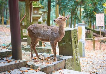 Sedih, Seekor Rusa di Jepang Mati dengan 3,2 Kilogram Plastik di Perutnya