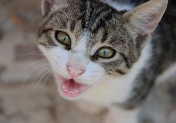 Kucing Terus Keluarkan Air Mata, Ini Penyebab dan Cara Mengatasinya