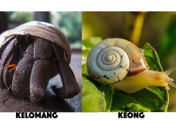 Apakah Keong dan Kelomang adalah Hewan yang Sama? #AkuBacaAkuTahu