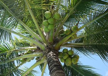 Seluruh Bagiannya Berguna, Tanaman Kelapa Disebut Pohon Ribuan Manfaat (Bag. 2)