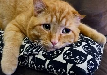 Meski Hidup Senang, 7 Kucing Ini Punya Wajah yang Terlihat Sedih