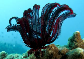 Seperti Menari Gemulai di Bawah Laut, Inilah Bintang Bulu yang Punya Ratusan Tangan