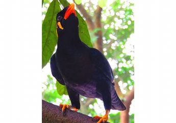 Jadi Burung Kebanggaan Pulau Sumatera, Kenalan dengan Beo Nias, yuk!