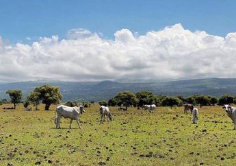 Padang Doro Ncanga, Padang Savana Dipenuhi Ternak yang Dilepas Liar