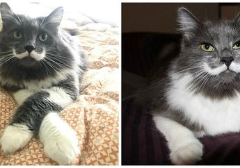 Berkenalan dengan Hamilton, Kucing dengan Bulu Berbentuk Kumis