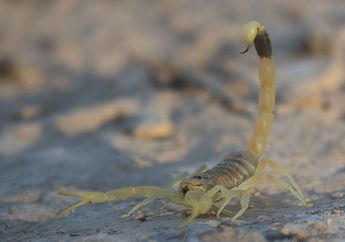 Meski Bisa Menyakiti Manusia, Racun Kalajengking Dihargai Sangat Mahal