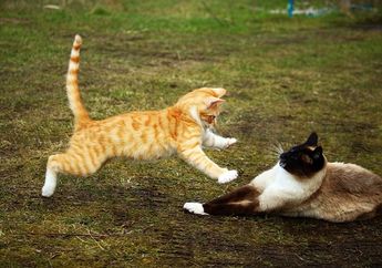 Kucing Sering Berkelahi, Ada 4 Fakta di Balik Perkelahian Kucing!