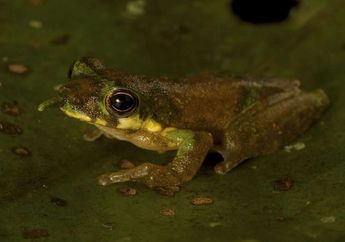 Peneliti Menemukan 3 Spesies Baru Katak Pohon, Termasuk Katak Pinokio