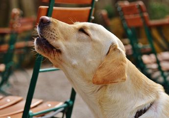 Bukan Karena Melihat Makhluk Halus, Ini Alasan Anjing Melolong