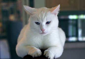 Kucing Suka Menggaruk Ujung Sofa dan Kursi, Mengapa Ia Melakukannya?