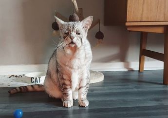 Karena Sebuah Sindrom, Kulit Wajah Kucing Ini Terlihat Melar dan Kendur
