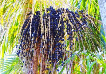 Buahnya Sering Diolah Jadi Makanan Sehat, Kenalan dengan Acai, yuk!