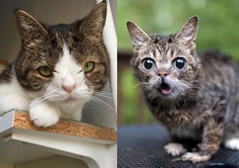 Meski Fisiknya Tidak Sempurna, 5 Kucing Ini Tetap Lincah dan Bahkan Terkenal, lo!