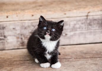 Wah, Ternyata Ini Rahasia Bulu Kaki Kucing yang Seperti Pakai Kaus Kaki!