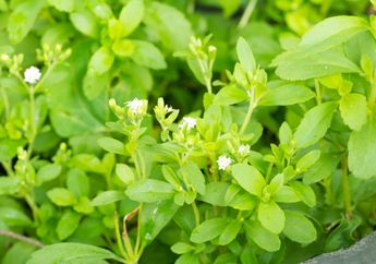 Bisa Digunakan Sebagai Pengganti Gula, Mengenal Daun Stevia, yuk!