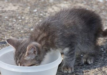 Tips Menyimpan Makanan Kucing supaya Awet dan Tidak Didekati Semut