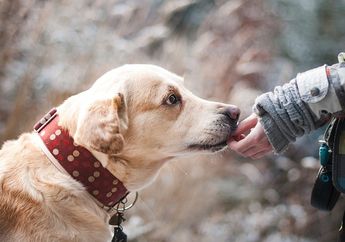 Takut Berdekatan dengan Anjing Bahkan saat Melihat Gambar Anjing, Bisa Saja Mengalami Cynophobia