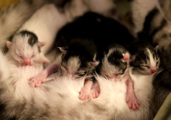Anak Kucing dan Anjing Lahir dengan Mata dan Telinga Tertutup, Ini Penjelasannya