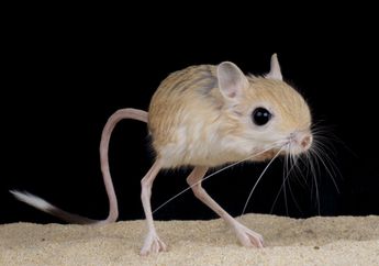 Jerboa, Hewan Mungil Seperti Tikus yang Bisa Melompat Setinggi 3 Meter